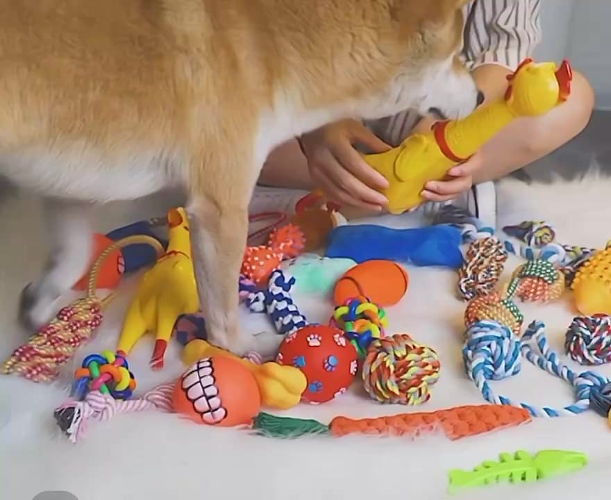 Kit 10/6 Brinquedos Mordedores Cachorro Filhote Anti-stress Pet Ranger os dentes Limpeza da boca
